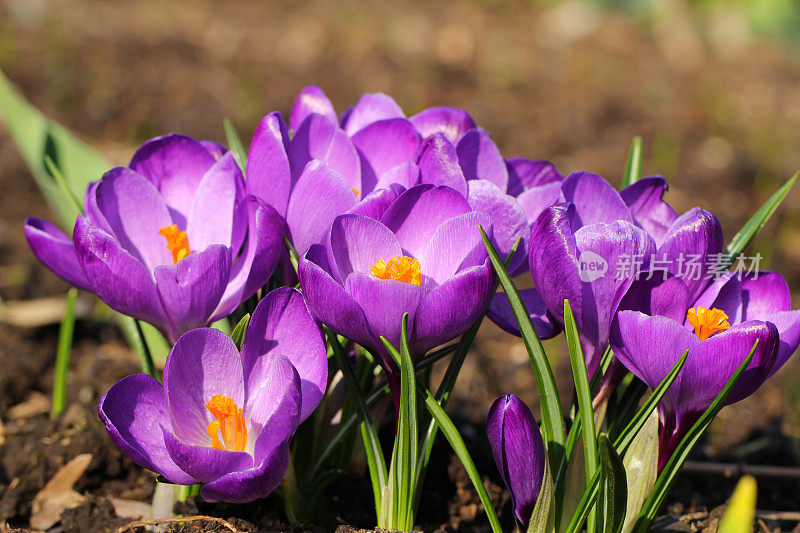 学名Crocus biflorus